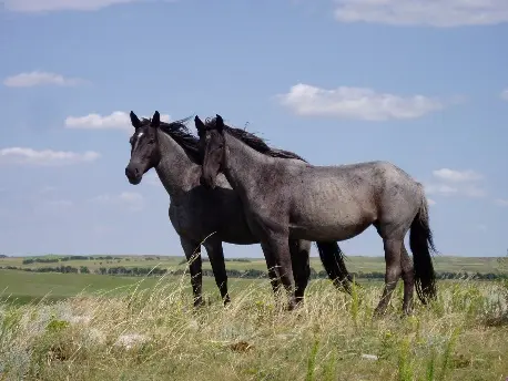 Two gery-black horses in a field.
